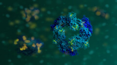 PHYCOLOR: Advancing Cyanobacterial Protein Colorants for a Sustainable Future