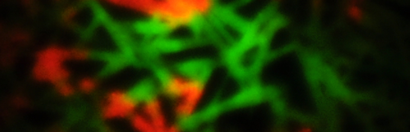 PL microscopy image on half-degraded MAPbI3 sample