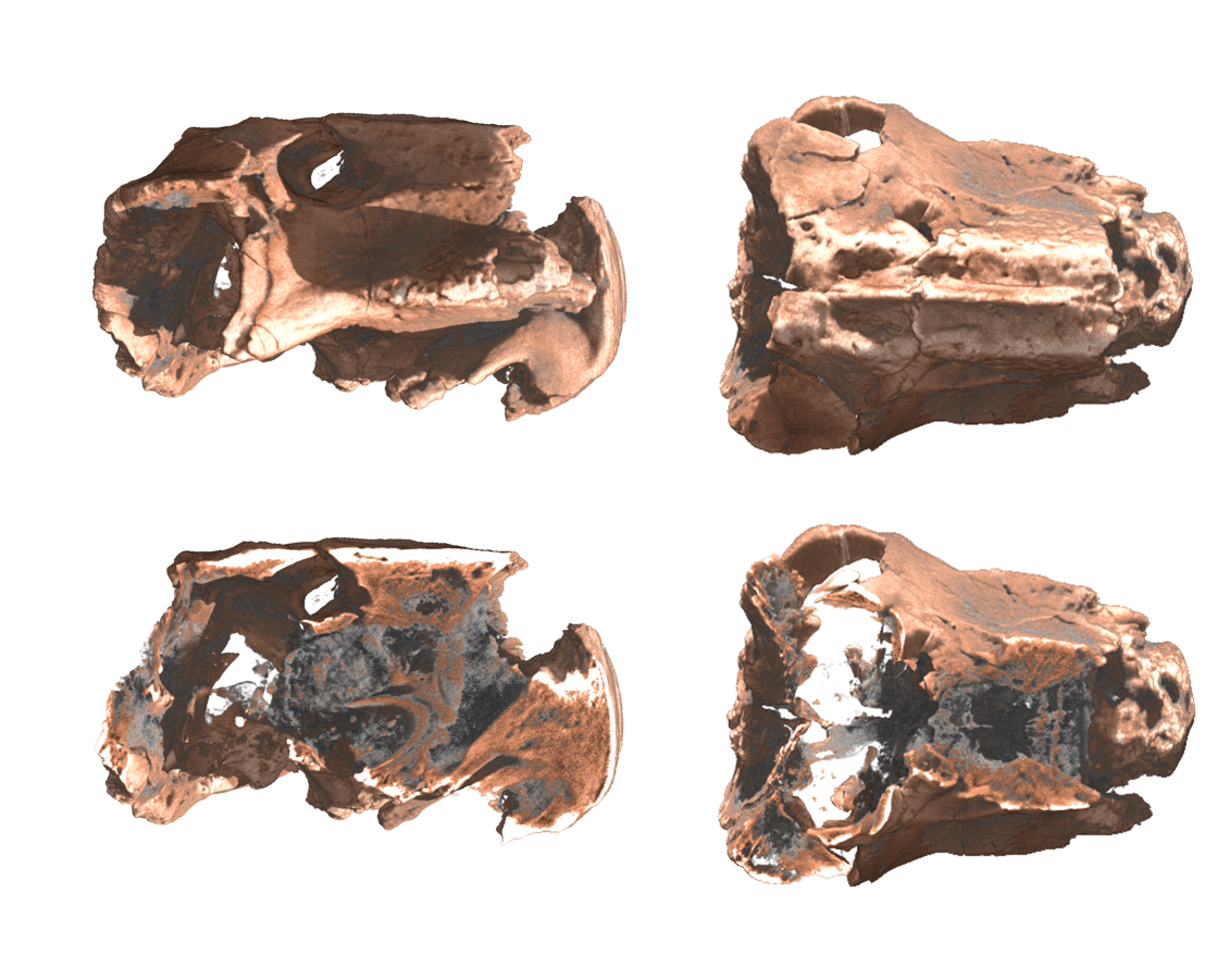 Neutron tomography dinosaur skull - enlarged view