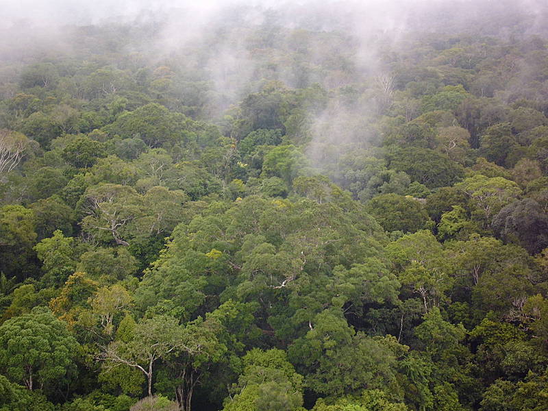 Das Bild zeigt Nebeltrpfchen ber dem Amazonas-Regenwald - vergrerte Ansicht