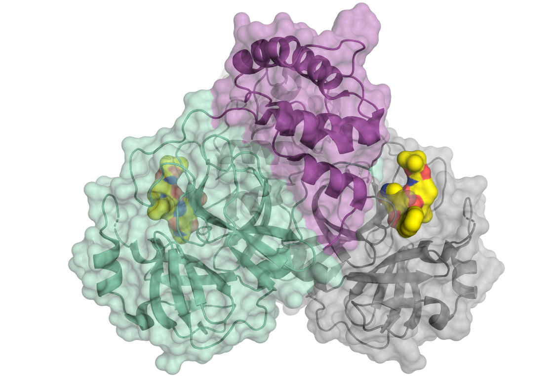 Corona-Protein_2020 / H. Tabermann/HZB - vergrerte Ansicht