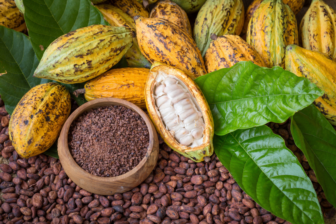 Stock image of cocoa beans - enlarged view