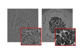 Tomographic image of a rose stem: Left image: conventional phase contrasts reconstruction; right: holotomographic reconstruction