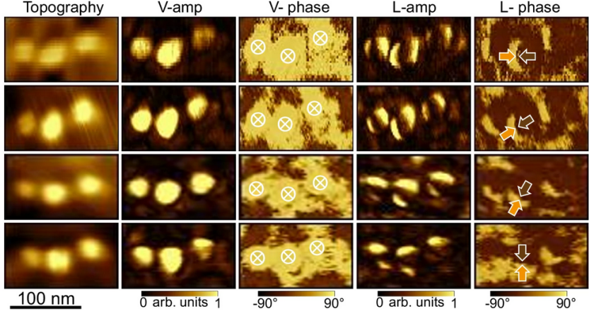 Jede Reihe in der Tabelle entspricht einer bestimmten Orientierung der Probe. Die Spalten zeigen die Topographie (links) und die Piezoresponse-Kraftmikroskopie (PFM)-Bilder. In der lateralen PFM-Amplitude zeigen die Nanoinseln ein Muster aus dunklen und hellen Bereichen, das an Kaffeebohnen erinnert und typisch f&uuml;r Texturen mit zentrierter polarer Verteilung ist.