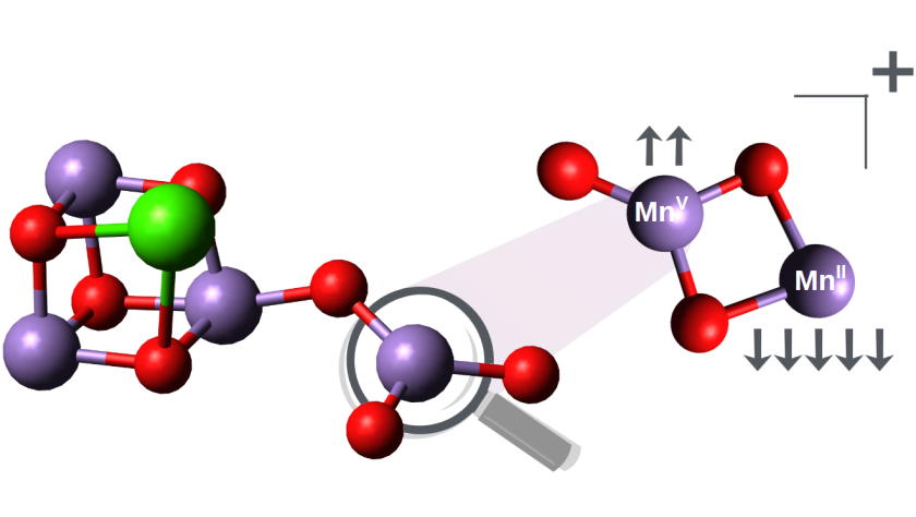 Im Zentrum des Photosystems II (links) verbinden sich vier Manganatome (violett), f&uuml;nf Sauerstoffatome (rot) und ein Kalziumatom (gr&uuml;n) zum sauerstoffbildenden Komplex. Der Cluster (rechts) enth&auml;lt insgesamt nur f&uuml;nf Atome und sieht sehr einfach aus: Zwei Sauerstoffatome bilden Br&uuml;cken zwischen zwei Manganatomen, von denen eines an ein drittes Sauerstoffatom als endst&auml;ndigen Liganden gebunden ist.